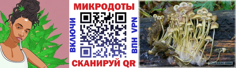 магазин    Гагарин  Псилоцибиновые грибы Psilocybe 